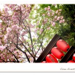 豊川稲荷の赤い提灯と満開の八重桜