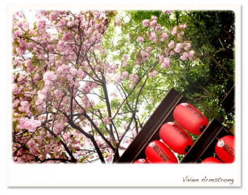 豊川稲荷の赤い提灯と満開の八重桜