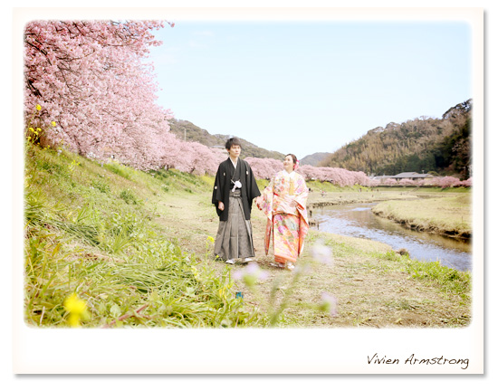 見渡す限り満開の河津桜　和装婚礼前撮り